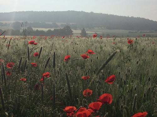 poppies